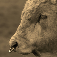 Buy canvas prints of Close Portrait of a Bull in Sepia by Bill Simpson