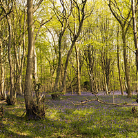 Buy canvas prints of Reydon Woods and Bluebells 1 by Bill Simpson