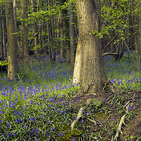 Buy canvas prints of Reydon Woods and Bluebells 2 by Bill Simpson
