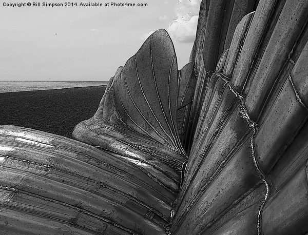 Aldeburgh's Scallop Shell B&W Close detail and pos Picture Board by Bill Simpson