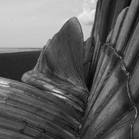 Buy canvas prints of Aldeburgh's Scallop Shell B&W Close detail and pos by Bill Simpson