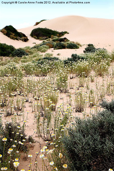 Dunes & Wildflowers at Mungo Picture Board by Carole-Anne Fooks