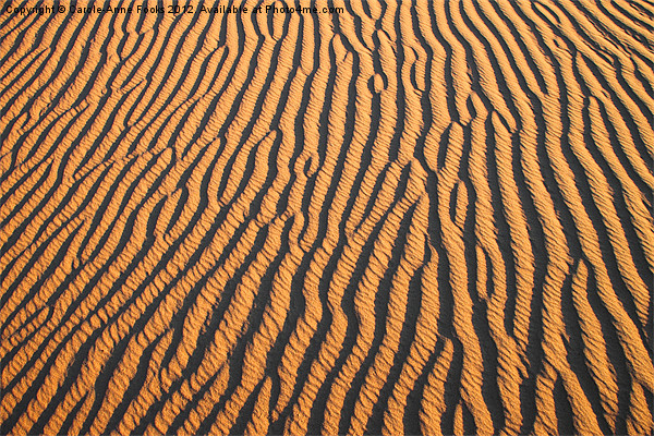 Dune detail at Sunrise Picture Board by Carole-Anne Fooks