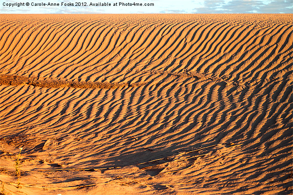Dune detail after Sunrise Picture Board by Carole-Anne Fooks