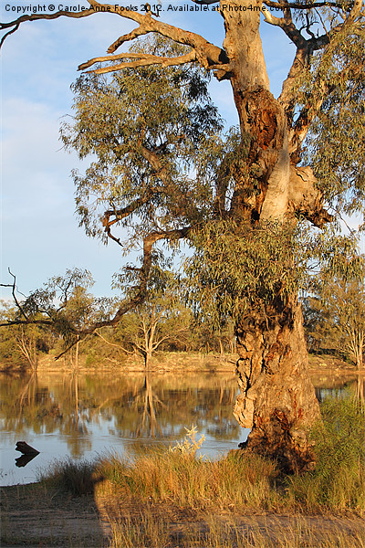 River Murray & River Red Gum Picture Board by Carole-Anne Fooks