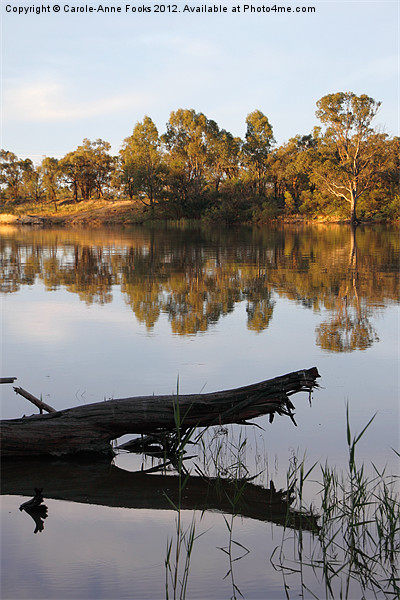 River Murray Reflections Picture Board by Carole-Anne Fooks