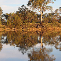 Buy canvas prints of River Murray Reflections by Carole-Anne Fooks