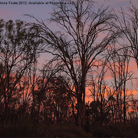 Buy canvas prints of River Murray Trees at Sunset by Carole-Anne Fooks