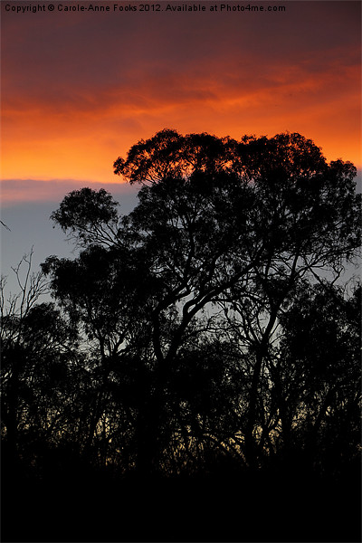 River Murray Trees at Sunset Picture Board by Carole-Anne Fooks