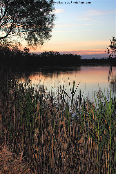 Murray River Sunset Series 2 Picture Board by Carole-Anne Fooks