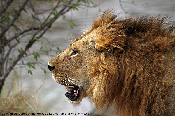 Large Male Lion Profile Portrait Picture Board by Carole-Anne Fooks