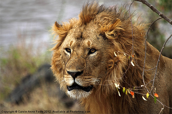 Large Male Lion Looking Intently Picture Board by Carole-Anne Fooks
