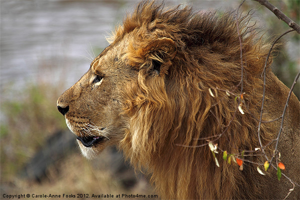 Large Male Lion Emerging from the Bush Picture Board by Carole-Anne Fooks