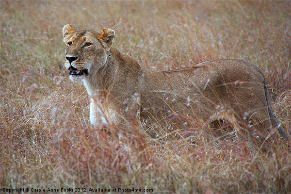 Female Lion in Grass Picture Board by Carole-Anne Fooks