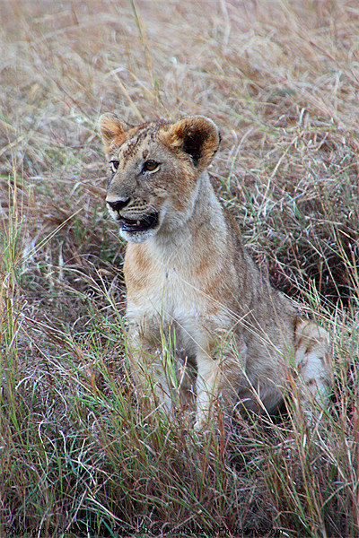Young Lioness in the Grass Picture Board by Carole-Anne Fooks