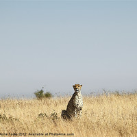 Buy canvas prints of Large female Cheetah by Carole-Anne Fooks