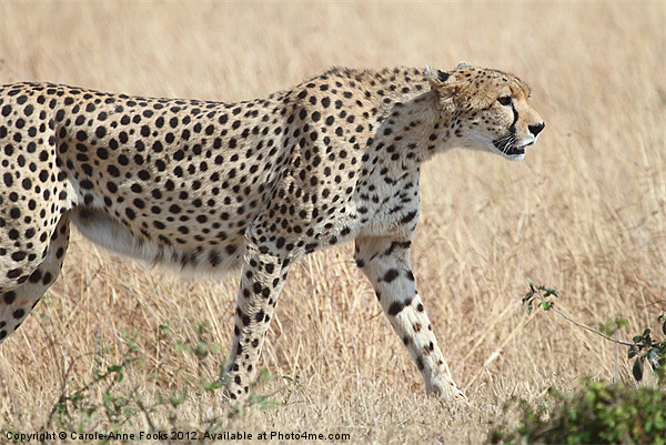Cheetah Stepping Out Picture Board by Carole-Anne Fooks