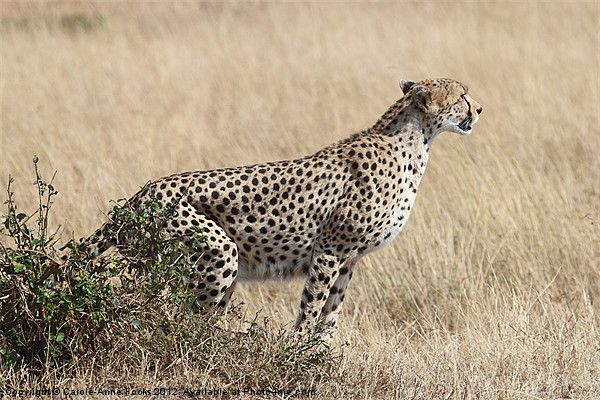 Cheetah Ready for the Off Picture Board by Carole-Anne Fooks