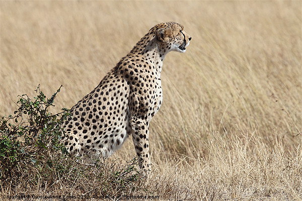 Cheetah Searching for Prey Picture Board by Carole-Anne Fooks