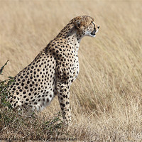 Buy canvas prints of Cheetah Searching for Prey by Carole-Anne Fooks