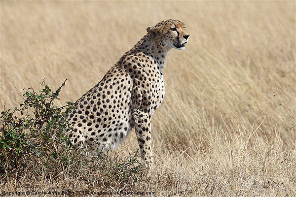 Cheetah Searching for Prey Picture Board by Carole-Anne Fooks