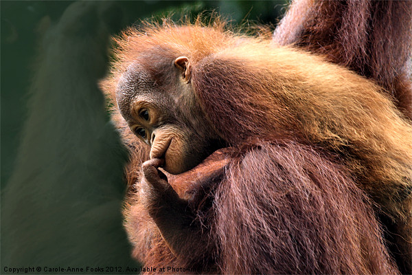 Baby Orangutan with its Mother Picture Board by Carole-Anne Fooks