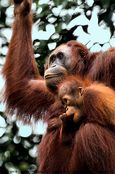 Mother and Baby Orangutan Borneo Picture Board by Carole-Anne Fooks