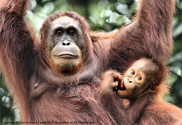 Mother and Baby Orangutan Borneo Picture Board by Carole-Anne Fooks