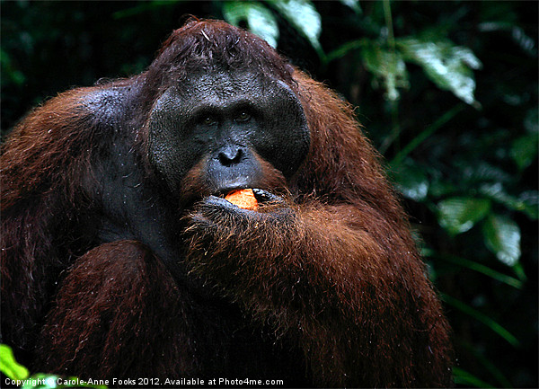 Large male Orangutan Borneo Picture Board by Carole-Anne Fooks