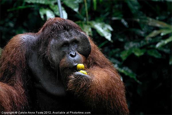 Large male Orangutan Borneo Picture Board by Carole-Anne Fooks