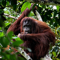 Buy canvas prints of Large Female Orangutan Borneo by Carole-Anne Fooks