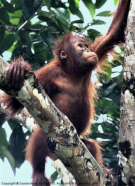 Baby Orangutan Borneo Picture Board by Carole-Anne Fooks