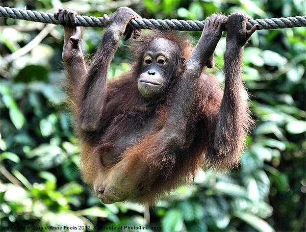 Juvenile Orangutan Borneo Picture Board by Carole-Anne Fooks