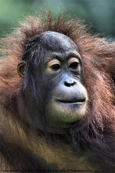 Female Orangutan Borneo Picture Board by Carole-Anne Fooks