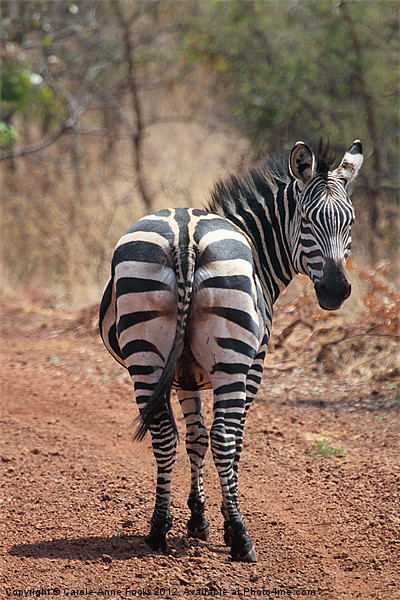 Zebra Crossing Picture Board by Carole-Anne Fooks