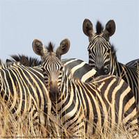 Buy canvas prints of Zebras by Carole-Anne Fooks