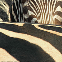 Buy canvas prints of Abstract Zebra by Carole-Anne Fooks