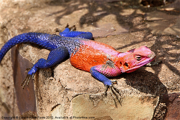 East African Rainbow Agama Lizard Male Picture Board by Carole-Anne Fooks