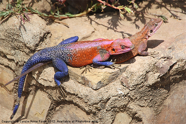 East African Rainbow Agama Mating Picture Board by Carole-Anne Fooks