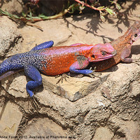 Buy canvas prints of East African Rainbow Agama Mating by Carole-Anne Fooks