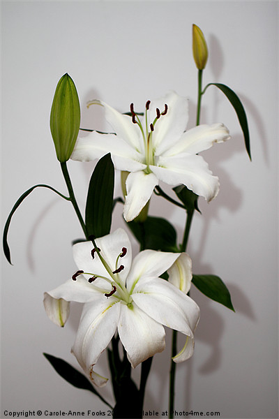 White Lily Spray Picture Board by Carole-Anne Fooks
