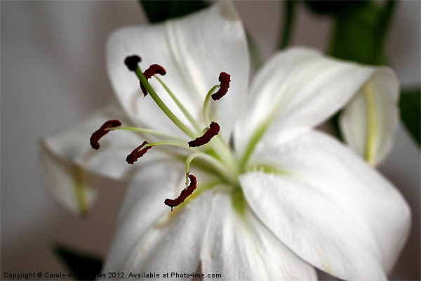 White Lily in Macro Picture Board by Carole-Anne Fooks