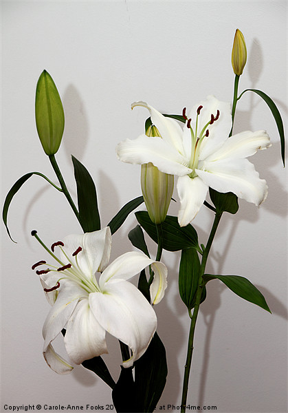 White Lily Spray Picture Board by Carole-Anne Fooks