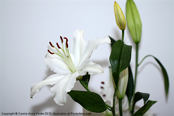 White Lily with Buds Picture Board by Carole-Anne Fooks