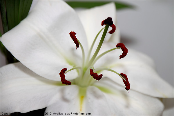 White Lily in Macro Picture Board by Carole-Anne Fooks