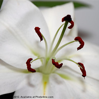 Buy canvas prints of White Lily in Macro by Carole-Anne Fooks