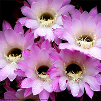 Buy canvas prints of Pretty & Pink Cactus Flowers by Carole-Anne Fooks