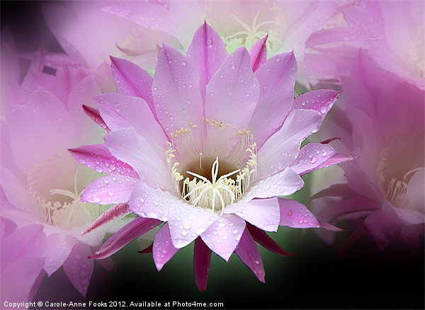 Pink Cactus Flower in the Rain Picture Board by Carole-Anne Fooks
