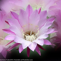 Buy canvas prints of Pink Cactus Flower in the Rain by Carole-Anne Fooks