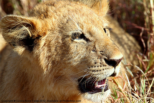 African Lion Cub Portrait Picture Board by Carole-Anne Fooks